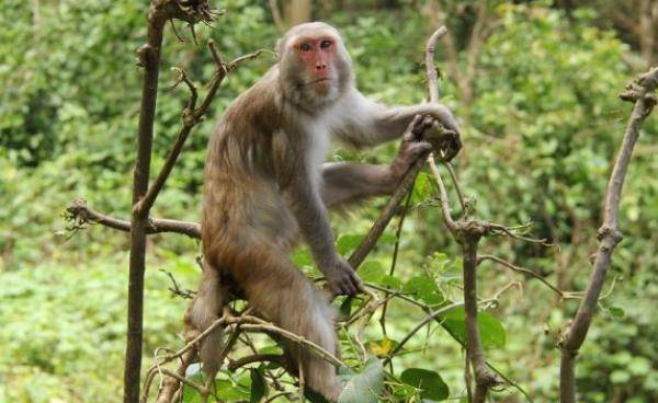 属猴人可以结交不少的人脉，善于交际的三大生肖