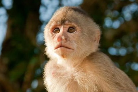 三月出生的属猴人，一生衣食丰厚，财源较好