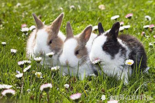 农历几月出生的兔人，财路兴旺，一路旺不停