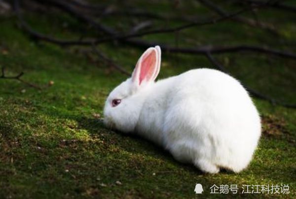农历几月出生的兔人，财路兴旺，一路旺不停