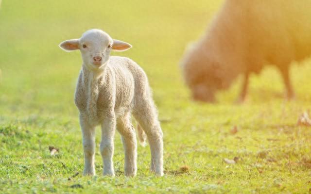 属羊的带啥 财运亨通的三大生肖羊，如何帮助他们的救星？