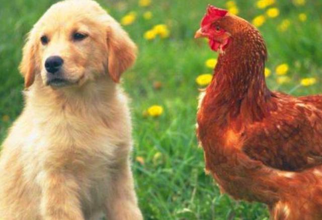 最配生肖中，属鸡和属狗的人是否适合在一起
