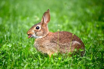 哪些生肖是生肖兔的贵人？有你吗？
